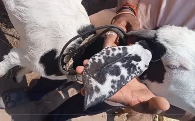 allah muhammad;बोकडाच्या कानावर ‘अल्लाह, मोहम्मद’ goat-allah