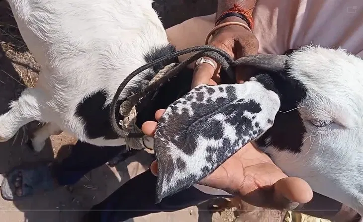goat-allah