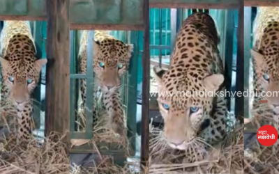 The leopard caught in Shahapur died suspiciously शहापूरमध्ये पकडलेला बिबट्या नाशिकमध्ये पोहोचला, उपचारादरम्यान दगावला; वनविभागाच्या कार्यपद्धतीवर प्रश्नचिन्ह This leopard passed away